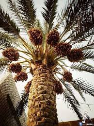 نخيل العراق Nature Pictures Flower Garden Plans Beautiful Tree
