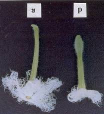Your snake gourd flower stock images are ready. Photograph Of Male And Female Flowers Of Pointed Gourd A Male Flower Download Scientific Diagram