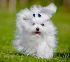 Instead, it's best to look to other cute kids to find great cut and style ideas that you can use. In Maltese Haircut Features Care And Recommendations