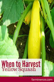 Check spelling or type a new query. When To Harvest Yellow Squash For Tender And Tasty Squash Yellow Squash Vegetable Garden Tips Backyard Vegetable Gardens