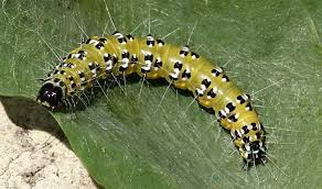 Names of paw paw in various languages of the world are also given. Caterpillars Leaf Tiers Bagworms And Web Formers