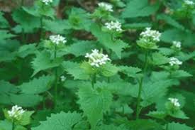 See full list on kingcounty.gov Garlic Mustard Wisconsin Dnr