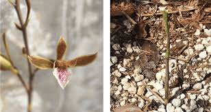 Image result for Eulophia schweinfurthii