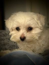 My Sweet baby girl Eevee