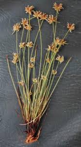 Image result for Isolepis