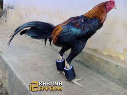Scopri ricette, idee per la casa, consigli di stile e altre idee da provare. Cara Melatih Ayam Aduan Menggunakan Barbel Ayam Bangkok Melatih