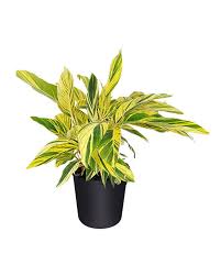The leaves stretch around 6 to 8 inches long on average, and their color generally doesn't degrade throughout the growing season (spring to fall). How To Care For Variegated Ginger Plant