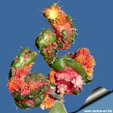 So for example, a prickly pear cactus can be called opuntia; Myrtillocalycium Polyp