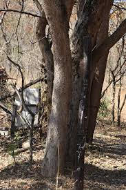 Image result for Combretum collinum