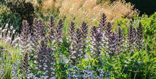 Image result for Acanthus polystachyus