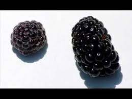 A word on black raspberries. Black Raspberry Vs Blackberry Youtube