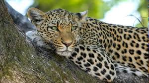 Leopard Attack in Gujarat: Man Sleeping Outside House in Gir Somnath Mauled to Death by Big Cat, Another Seriously Injured | LatestLY