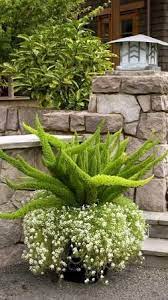A Container Garden Can Be As Simple As This Foxtail Fern With Alyssum As The Cascading Accent Plant Containergardeni Plants Foxtail Fern Container Gardening