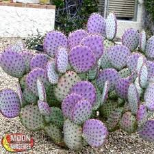 They are drought resistant and don't like wet feet, meaning that you should. Prickly Pear Cactus Arizona Gardening Ideas Pinterest Prickly Pear Cactus Cacti And Arizona Gardening