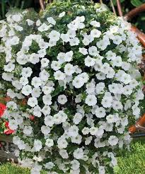 Image result for foto petúnie