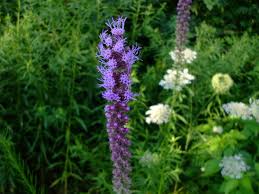 Image result for Pycnostachys ruandensis