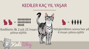 Kediler Kac Yil Yasar Kedilerin Omru Ne Kadardir Kedi Blog