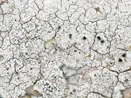 cor visser nature phography's Photo Galleries at pbase.com