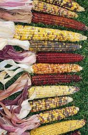 We did not find results for: Decorative Indian Corn Large