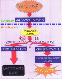 What Are The 3 Main Stages Of Cellular Respiration In Order