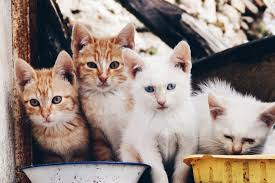 Favorite this post apr 25 free kittens Cat Kittens Free Stock Photo Iso Republic