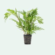 Image result for Selaginella molliceps