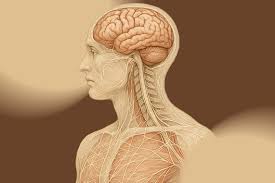https://www.nisarga8.com/fascia-the-bodys-living-extension-of-the-brain
