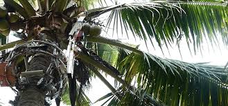 You can harvest mature brown coconuts for water if. A Tree Climbing Robot That Helps Harvest Coconuts Springwise
