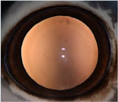 Because of this, we find ourselves in conflict with wildlife. Effects Of Chronic Low Dose Radiation On Cataract Prevalence And Characterization In Wild Boar Sus Scrofa From Fukushima Japan Scientific Reports