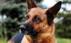 Le vieux chien noir is located at france, evran, 1 place jean perrin. Top 10 Des Chiens De Garde