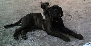 Growth Of Bullmastiff Castro Castalia Bullmastiffs