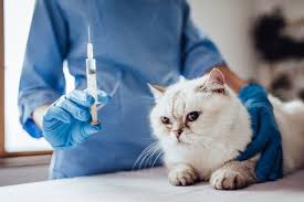 Are you allergic to cats? New Vaccine May Stop Humans From Having Allergic Reactions To Cats Mirror Online