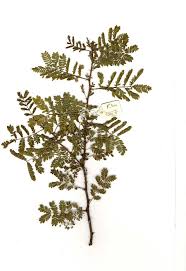 Image result for Acacia kirkii