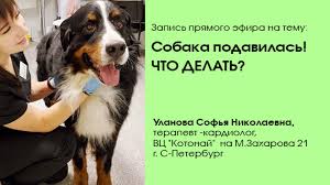 Молодые подавилась! что делать! porn video on BrownPorn