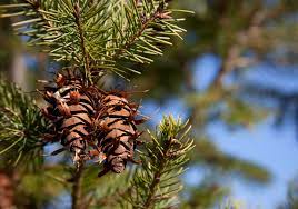 We did not find results for: Understanding And Identifying Douglas Firs