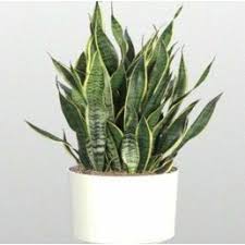 Biasanya tanaman yang dipakai mampu untuk membersihkan. Tanaman Hias Lidah Mertua Penghias Bagian Dalam Rumah Tanaman Hidup Bunga Hidup Mura Shopee Indonesia