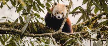 Almost 50 Percent Of The Red Panda S Habitat Is In The Eastern Himalayas The Loss Of Nesting Trees And Bamboo Is C Panda Habitat Red Panda Animal Intelligence