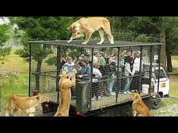 It was the largest animal in the zoo. 10 Most Stunning Zoos In The World Golectures Online Lectures