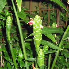 Zingiber Officinale Edible Ginger Ginger Plant Gardening Blog Wild Plants