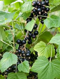 Image result for jostaberry