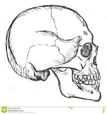 Vector Sketch Side View Skull Stock Illustration Image 77733036 Skull Drawing Sketches Skulls Drawing Skull Drawing