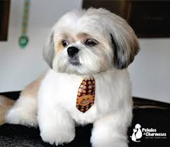 We did not find results for: Lhasa Apso Vs Shih Tzu Vs Maltese Novocom Top