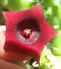 False cactus (euphorbia lactea), also known as dragon bones, candelabra cactus and mottled spurge, is a cactuslike deciduous shrub with a columnar shape. Red Dragon Flower Huernia Schneiderana