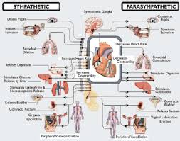 Autonomic Nervous System Overview Dantest