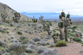 Image result for Carex johnstonii