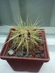 I decided to share what i learned in this article. My Cactus Dead Album On Imgur