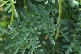 Image result for Ruta graveolens