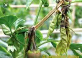 Check spelling or type a new query. Lada Solok Penyakit Dan Penyebab Bagi Tanaman Cili Serta Facebook