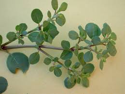 Image result for Trianthema salsoloides