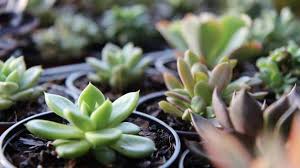 Greenhouse megastore stocks thousands of round and square pots, gardening pots, nursery containers, biodegradable pots, saucers, and more. The Best Places To Buy Plants In Brisbane Concrete Playground Brisbane